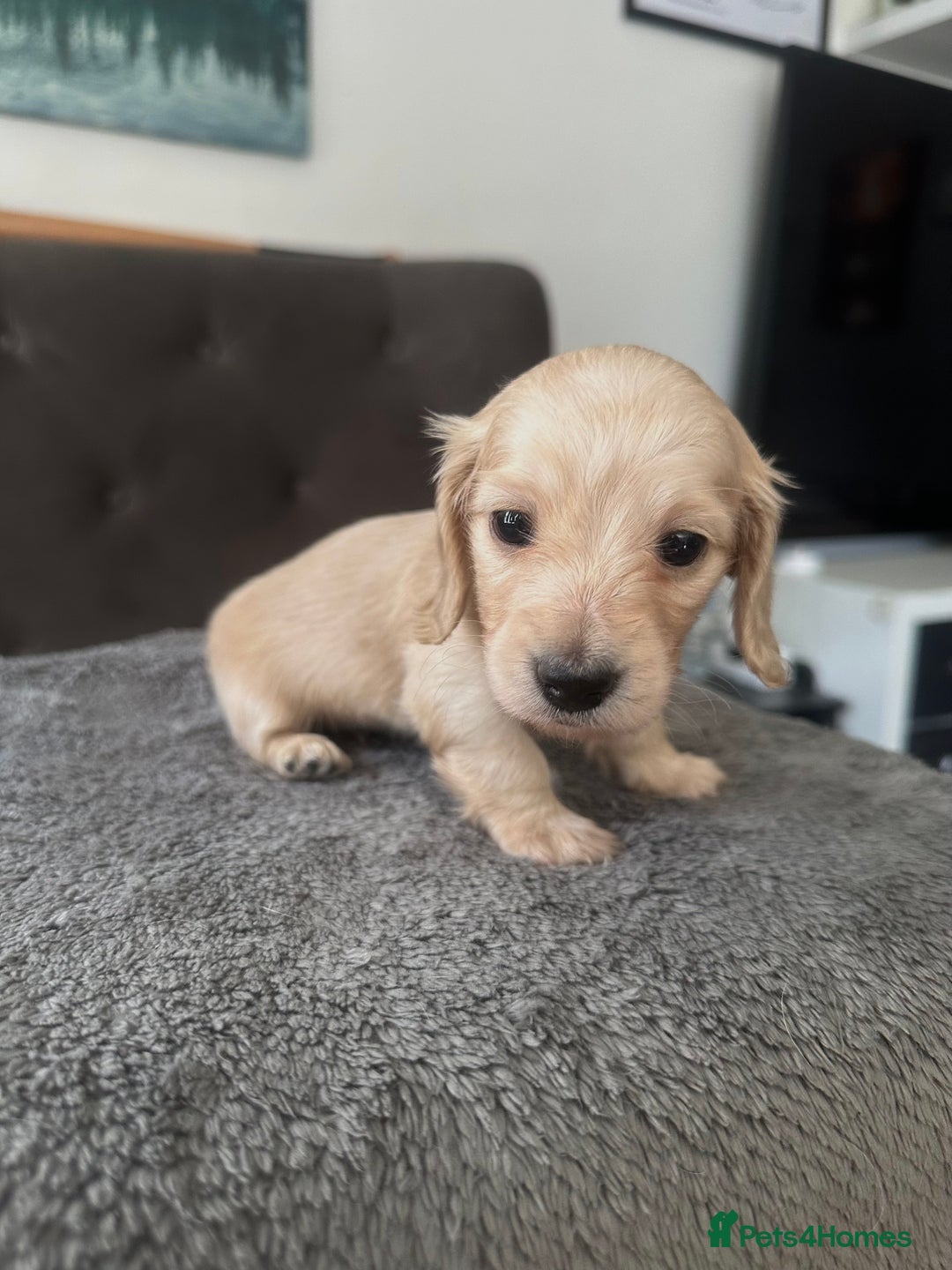 Miniature Dachshund dogs for sale: 2 male long-haired cream miniature dachshunds🩵 - Image 5