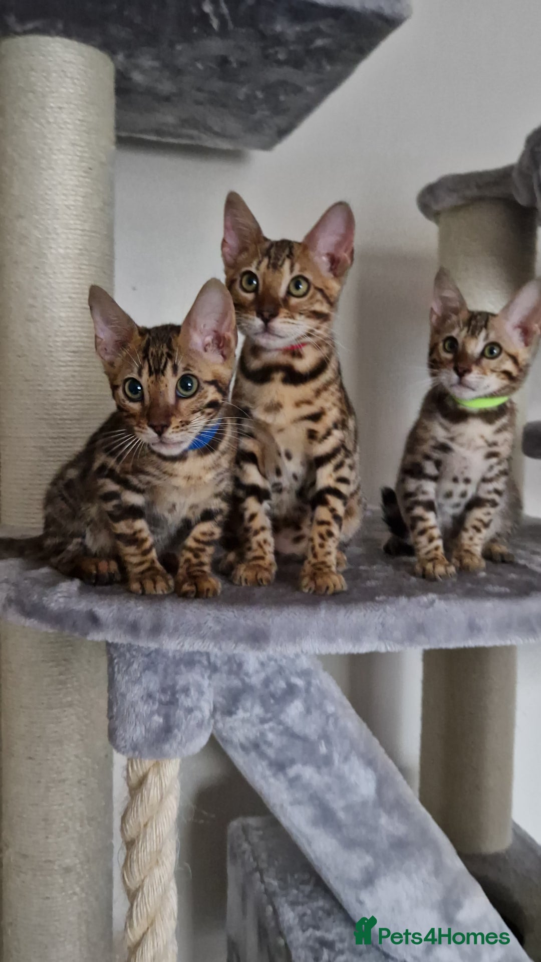 Bengal cats for sale: Last one😍Pure Bengal kittens❤️Ready to go😍 - Image 18