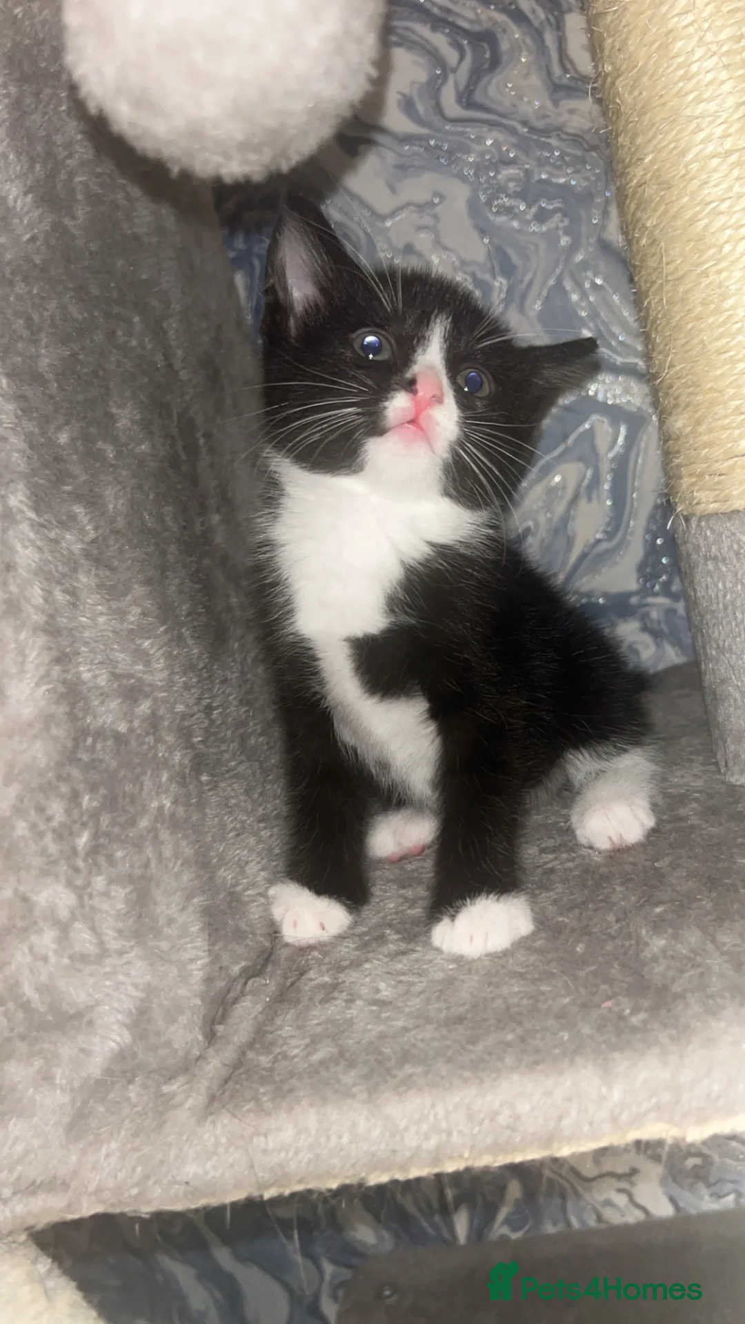 Domestic Shorthair cats for sale: Kittens for sale  - Advert 2