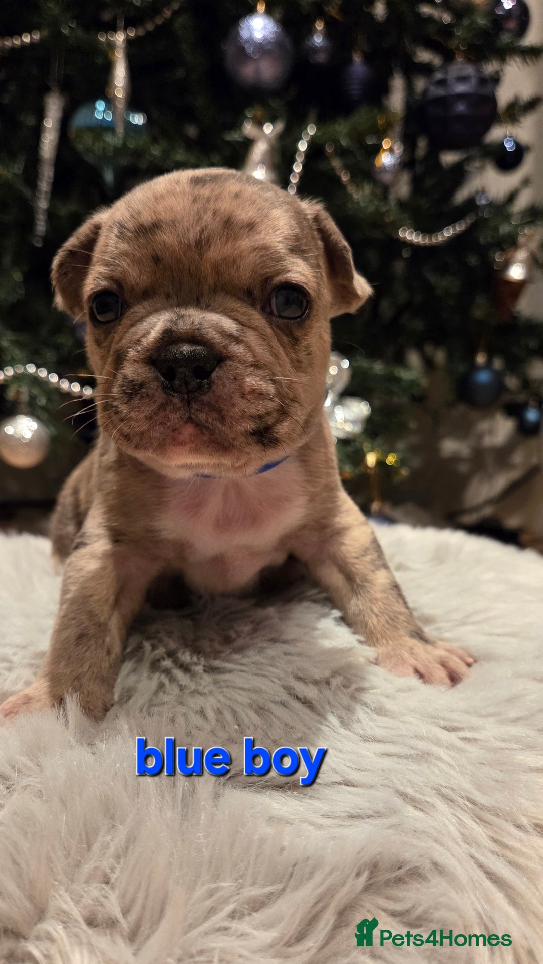 French Bulldog dogs for sale: Adorable French Bulldog puppies  - Advert 17