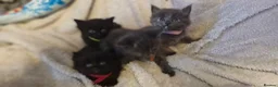 Mixed Breed cats for sale: 4 beautiful kittens for sale in Brighton - Advert 16