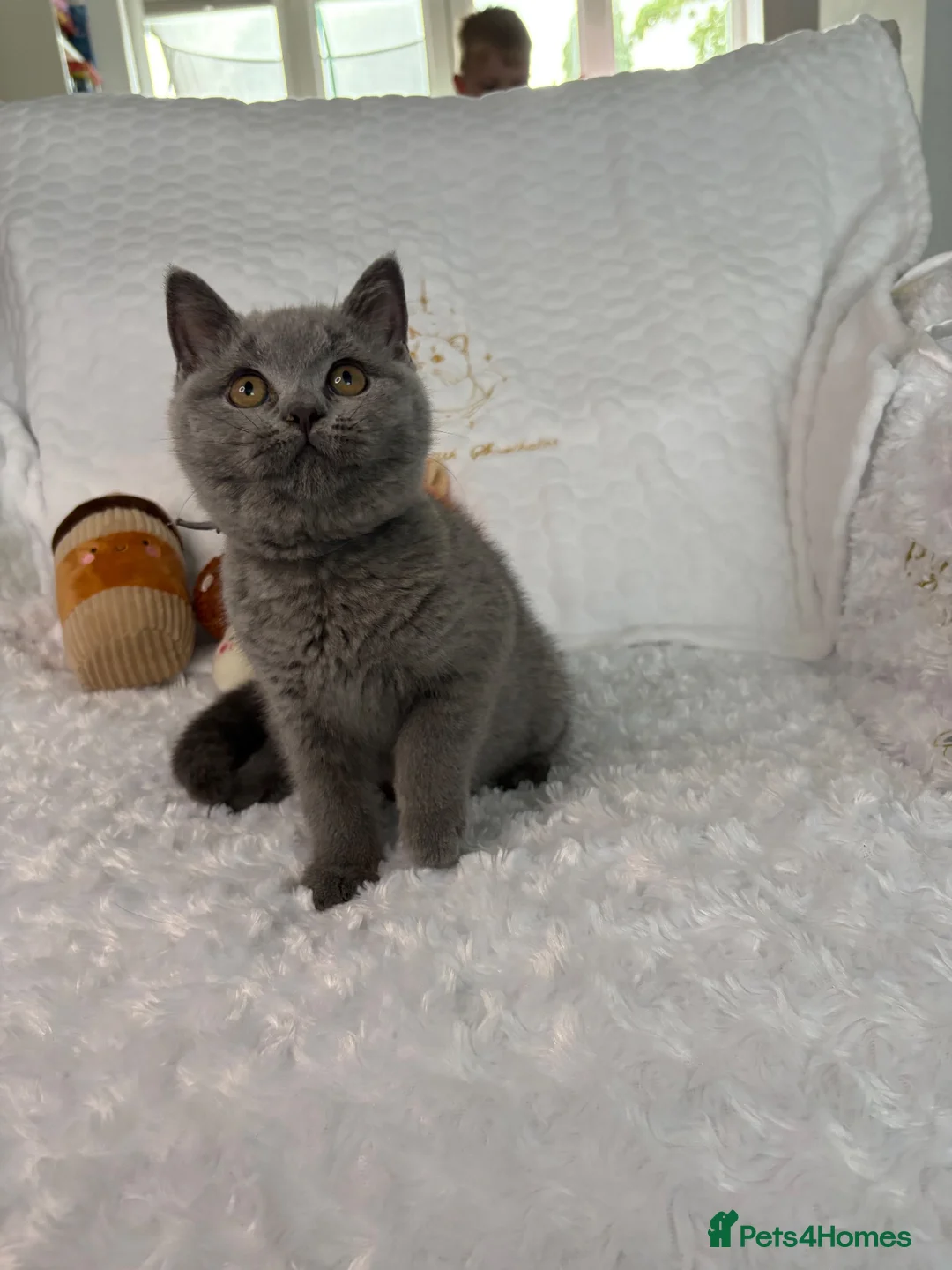 British Shorthair cats for sale: Last GCCF Blue girl - Advert 2
