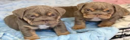 English Bulldog dogs for sale: Stunning kc English bulldog puppies, Ready now!!! - Advert 8