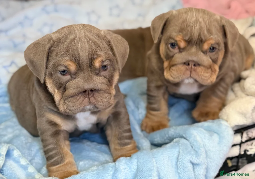 English Bulldog dogs for sale: Stunning kc English bulldog puppies, Ready now!!! - Advert 8