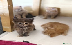 Maine Coon cats for sale: ✨Stunning Maine Coon Kittens✨ - Image 4