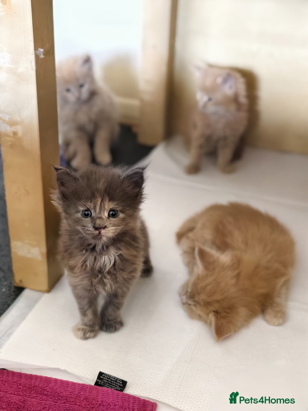 Maine Coon cats for sale: ✨Stunning Maine Coon Kittens✨ - Image 4
