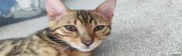 Bengal cats for sale: Stunning Bengal kittens for sale in Rugby - Advert 5