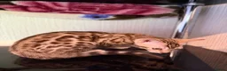 Bengal cats for sale: TICA, GCCF Champion Bloodline Bengal Kittens in London - Advert 22