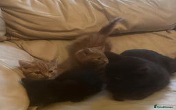 British Shorthair cats for sale: Georgous litter of British short-hair kittens - Image 5