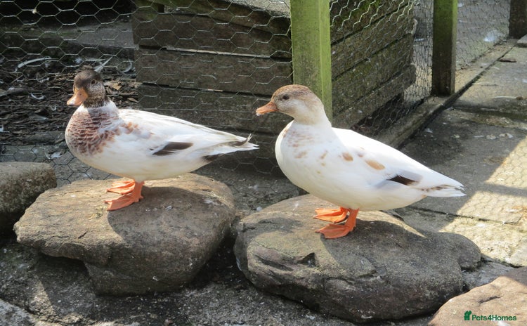 Ducks poultry - Advert 2