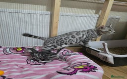 Bengal cats for sale: 3 exquisite Tica registered bengals  - Image 4