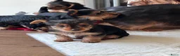 Yorkshire Terrier dogs for sale: Yorkshire terrier puppies  - Advert 13