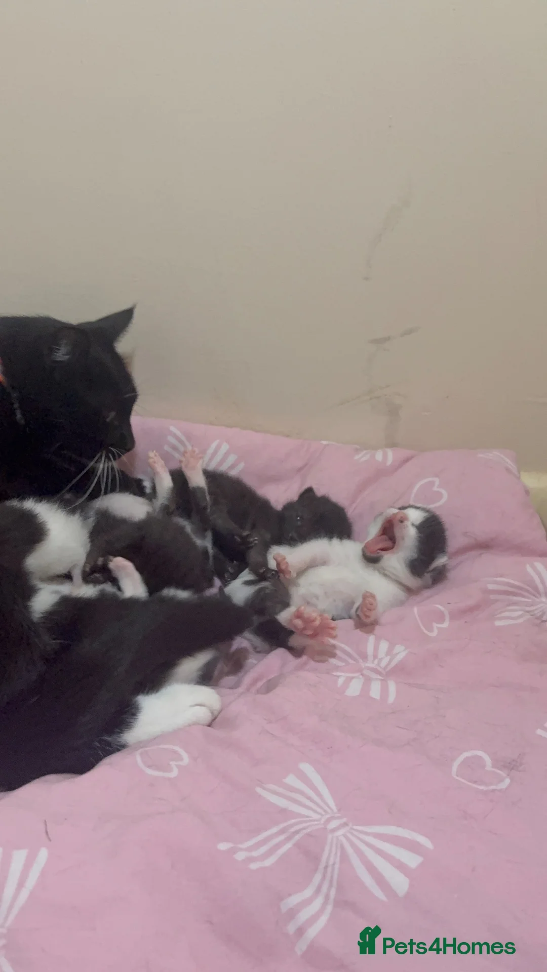 Mixed Breed cats for sale: Beautiful kittens🤍✨ - Advert 11