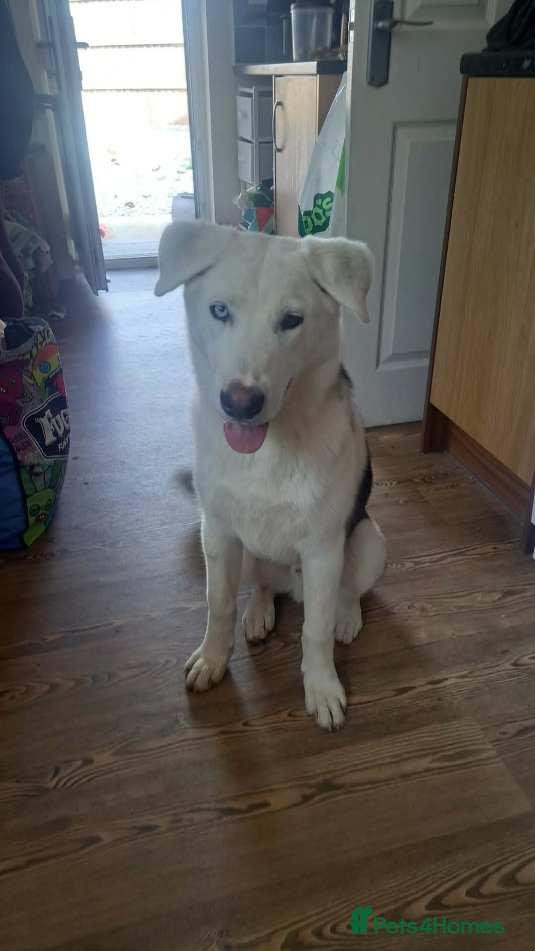 Mixed Breed dogs Meet Kyle - Advert 3