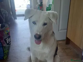 Mixed Breed dogs Meet Kyle - Advert 2