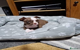 American Bully dogs for sale: Pocket American bully - Image 2