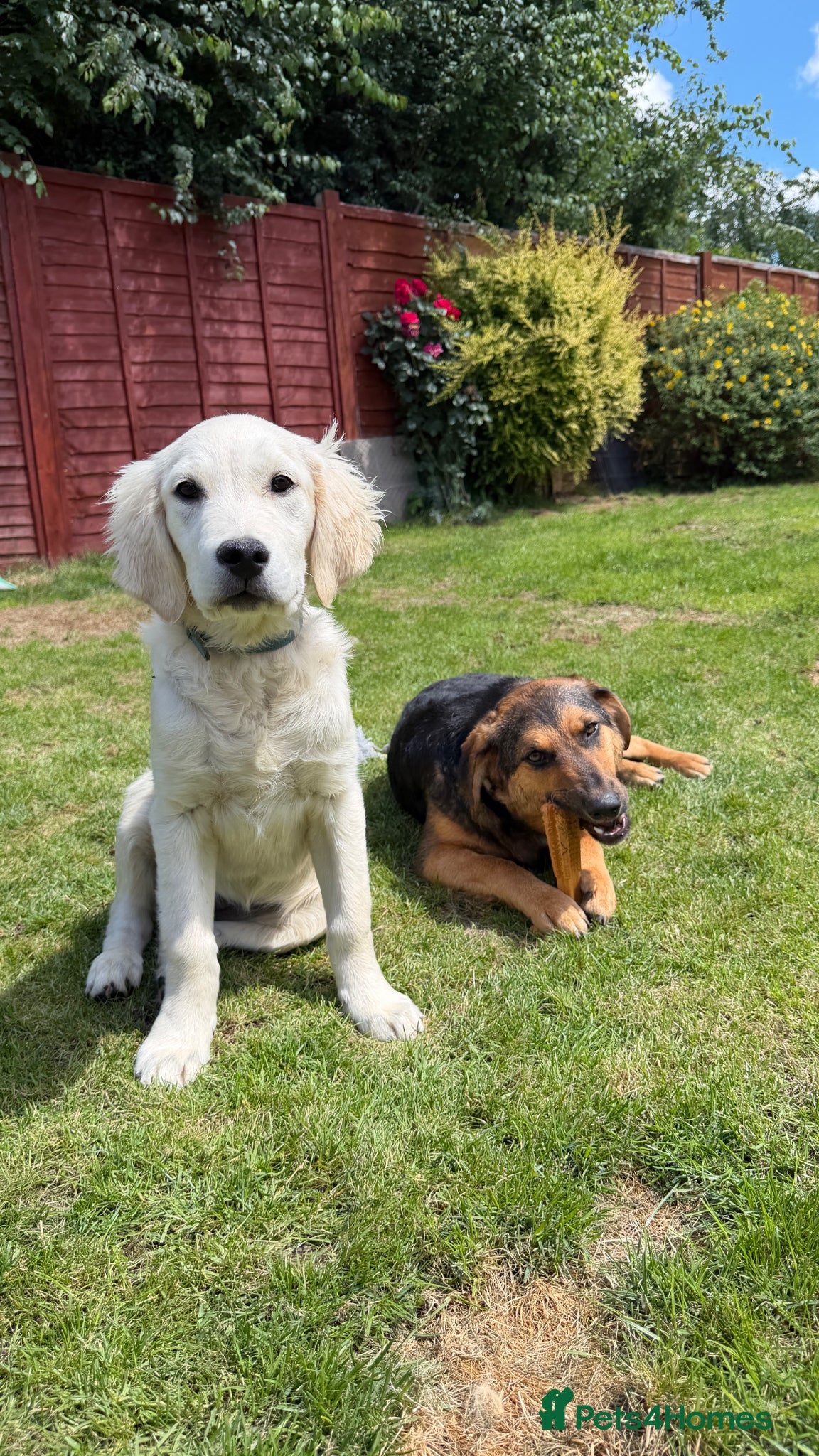 Golden Retriever dogs Golden Retriever & Bestie Looking For Home ❤️ - Advert 1