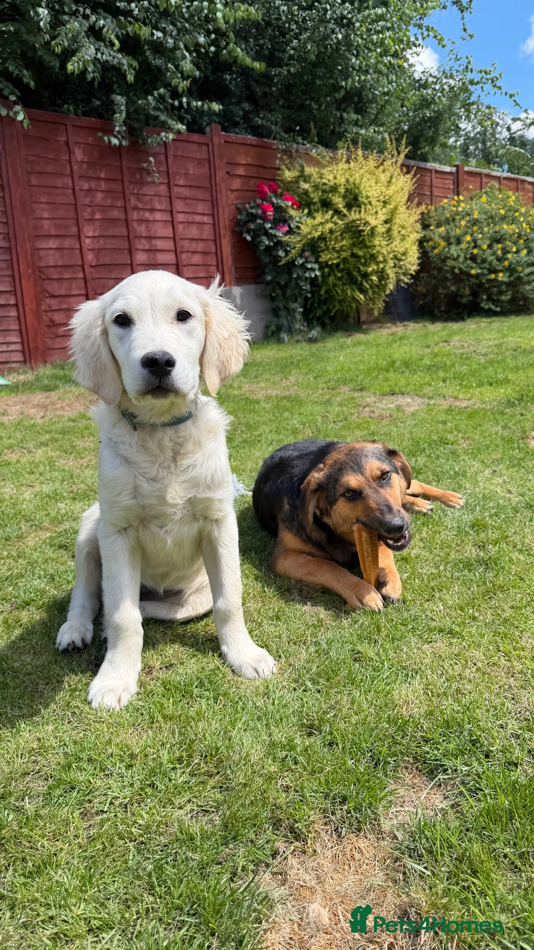 Golden Retriever dogs for adoption: Golden Retriever & Bestie Looking For Home ❤️ - Advert 1