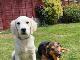 Golden Retriever dogs for adoption: Golden Retriever & Bestie Looking For Home ❤️ - Advert 1