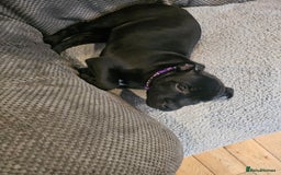 Staffordshire Bull Terrier dogs for sale: Stunning black girl - Image 14