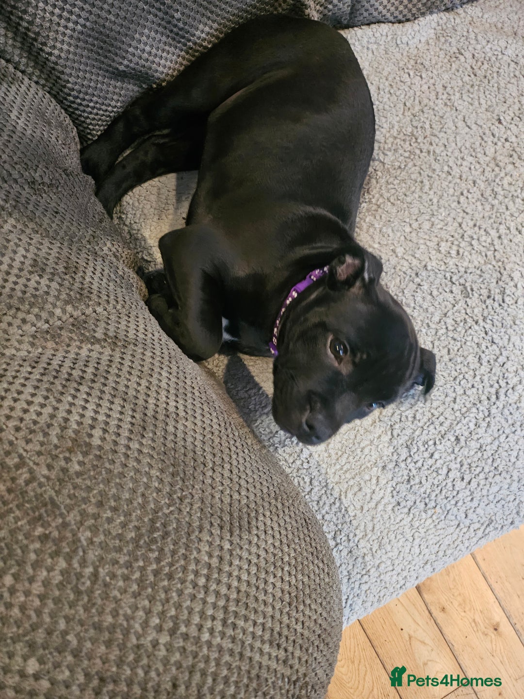 Staffordshire Bull Terrier dogs for sale: Stunning black girl - Image 14