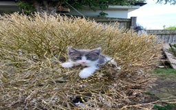 Mixed Breed cats for sale: beautiful kittens - Image 34