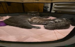 Scottish Fold cats for sale: 😻 Adorable Scottish Fold Kittens For Sale😻 - Image 2