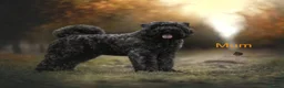 Bouvier Des Flandres dogs for sale: Bouvier des Flandres FCI/ZKwP in West Wickham - Advert 2