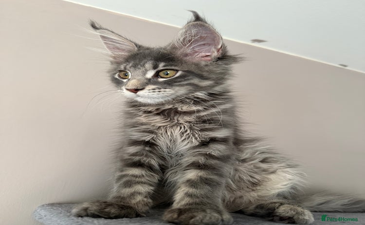 Maine Coon cats - Advert 11