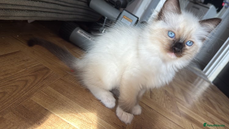 Ragdoll cats for sale - Advert 1
