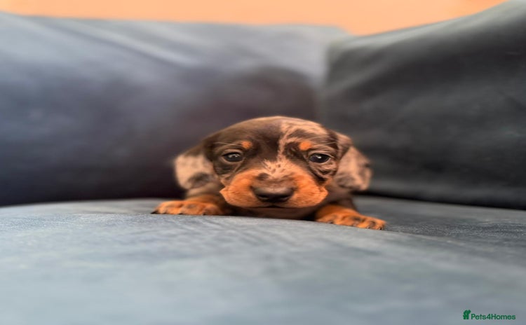 Miniature Dachshund dogs - Advert 13