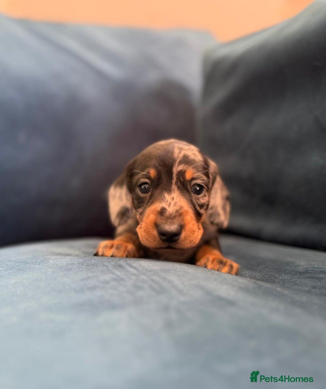 Miniature Dachshund dogs for sale: KC registered miniature dachshund puppies - Image 3