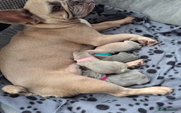 French Bulldog dogs for sale: French bulldog  - Image 3