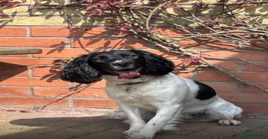 English Springer Spaniel dogs - Advert 1