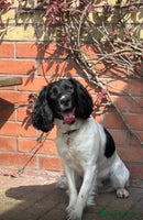 English Springer Spaniel dogs - Advert 1