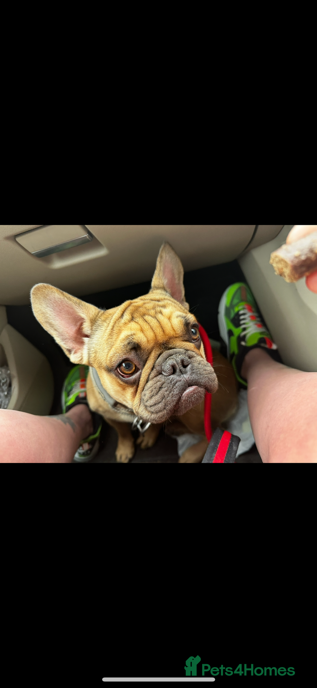 French Bulldog dogs for sale: Henry  - Image 1