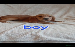 Cocker Spaniel dogs for sale: Cocker puppies fully jabbed ready now  - Image 3