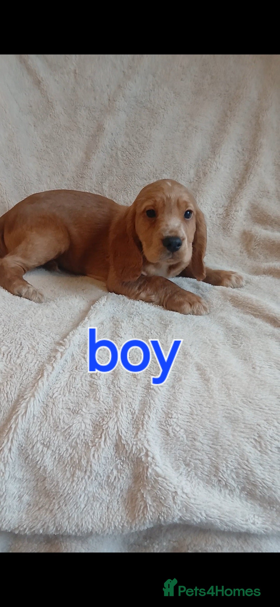 Cocker Spaniel dogs for sale: Cocker puppies fully jabbed ready now  - Image 3