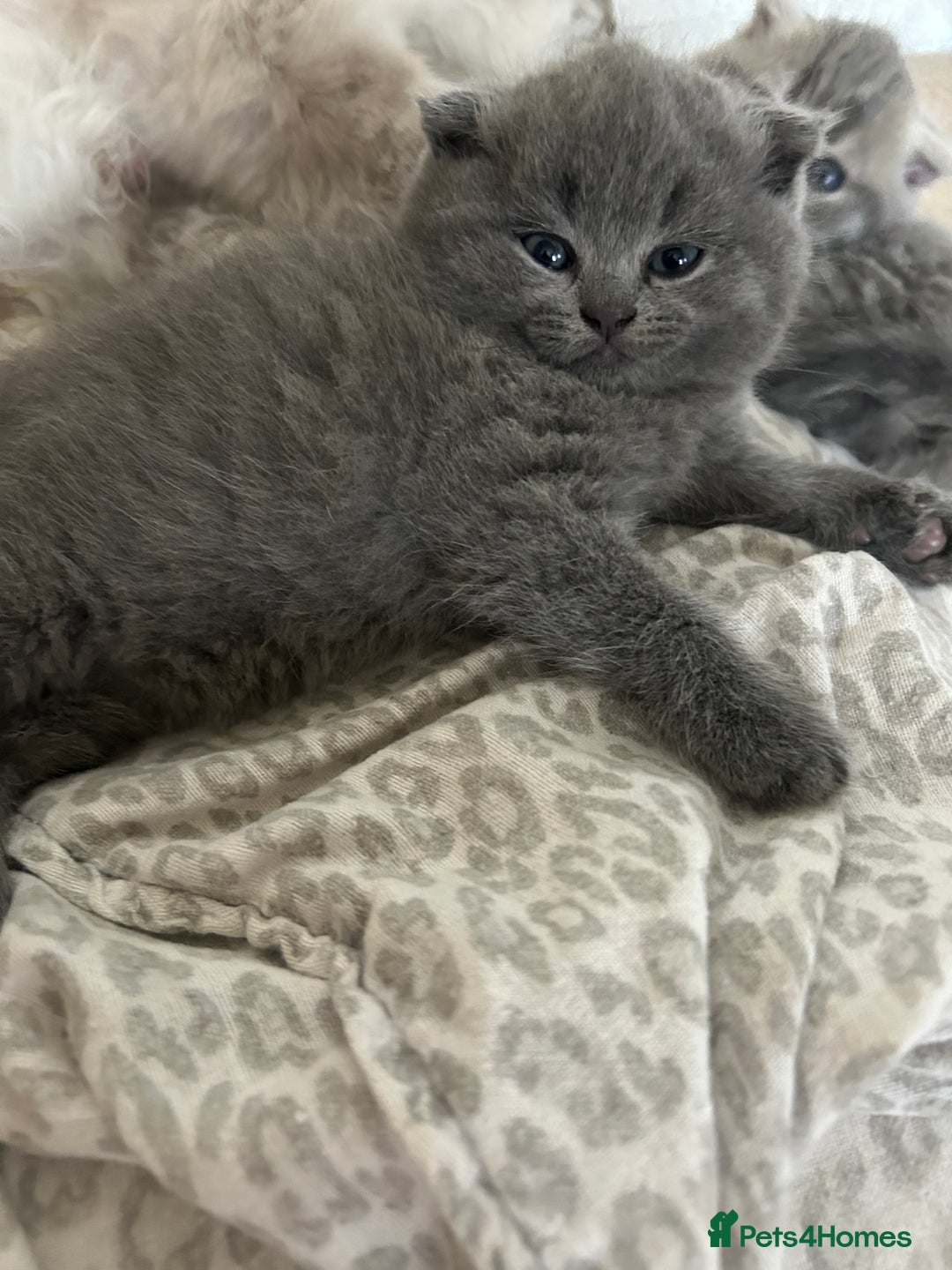 Scottish Fold cats for sale: Scottish fold kittens ready for reservation. - Image 2
