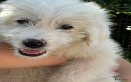 Mixed Breed dogs for adoption: Meet JOJO - a superb big girl, for a Loving Home - Image 17