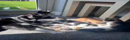 Mixed Breed cats for sale: Two black and white Cats for sale  in Rotherham - Advert 2