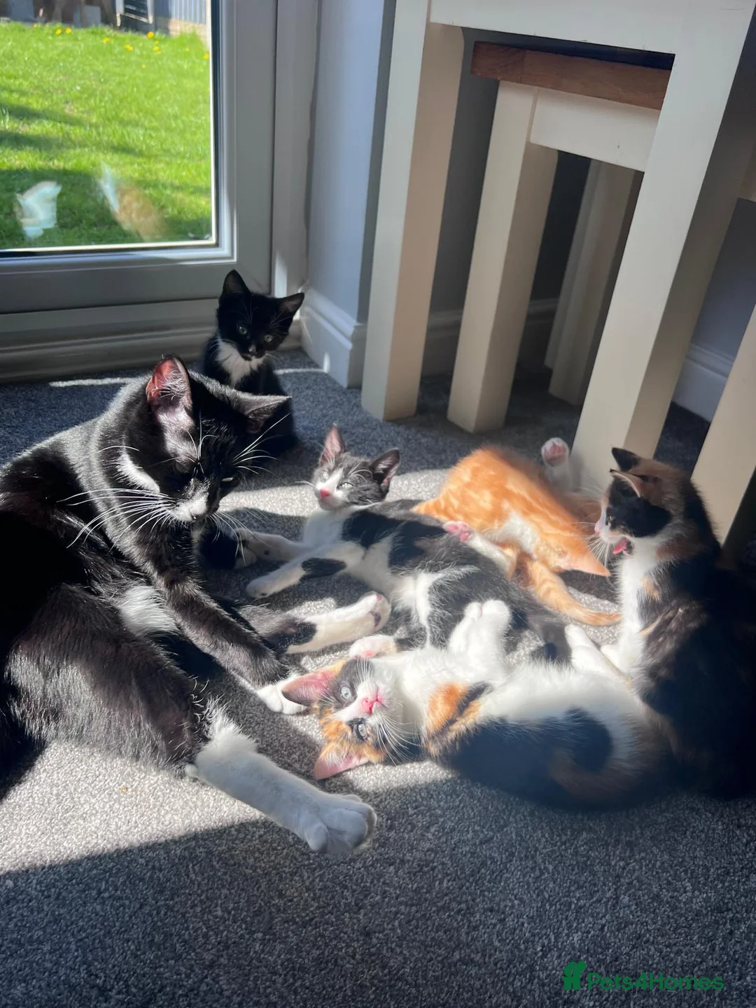 Mixed Breed cats for sale: Two black and white Cats for sale  in Rotherham - Advert 2