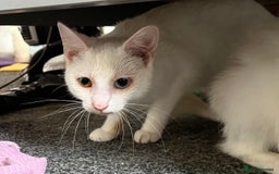 Domestic Shorthair cats for sale: Sweet Cat to Rehome (Read Description) - Image 6
