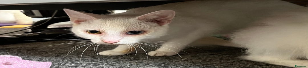 Domestic Shorthair Kitten 1