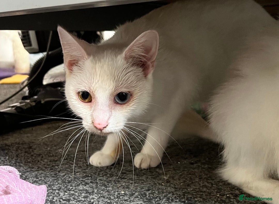 Domestic Shorthair cats for sale: Sweet Cat to Rehome (Read Description) - Image 6