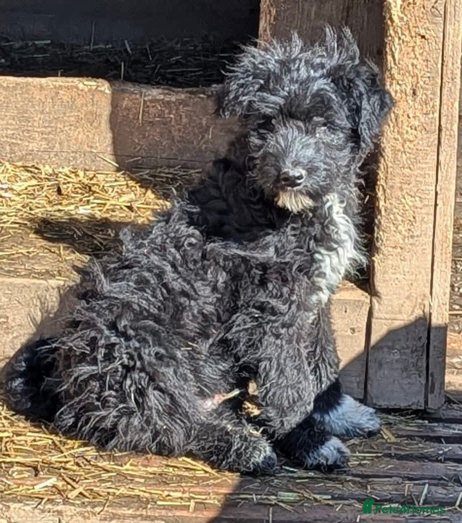 Mixed Breed dogs Everest  - Advert 2