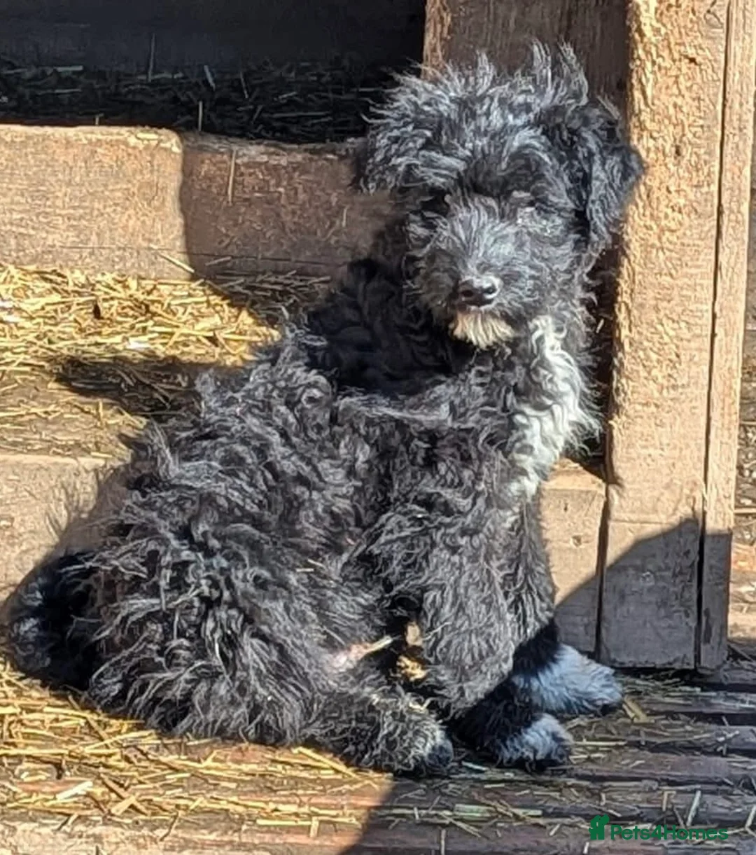 Mixed Breed dogs for adoption: Everest  - Advert 1