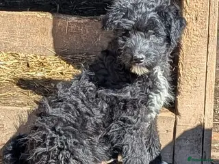 Mixed Breed dogs Everest - Advert 2