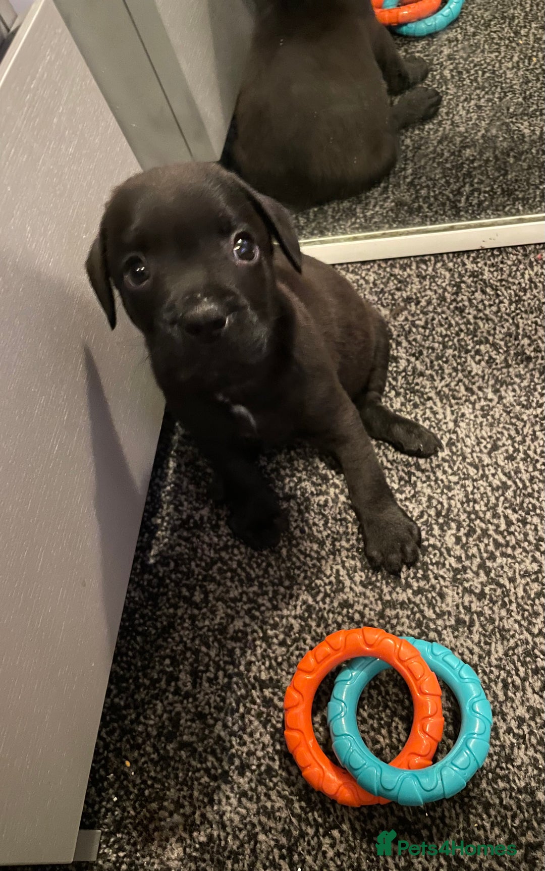 Mixed Breed dogs for sale: READY FOR THERE FOREVER HOMES 1 GIRL & - BOY  - Advert 3