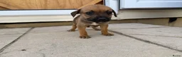Mixed Breed dogs for sale: Puppies Ready to go the 31st - Advert 23